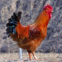 農家散養(yǎng)九斤紅玉公雞苗活體脫溫紅玉公雞苗大體型紅玉380公雞價